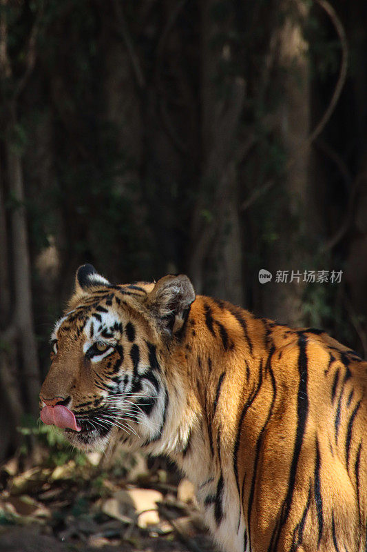 印度虎(Panthera tigris)站在树荫下的特写图像，突出的舌头，胡须，头部，聚焦在前景